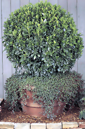 Bay standard with Impatiens