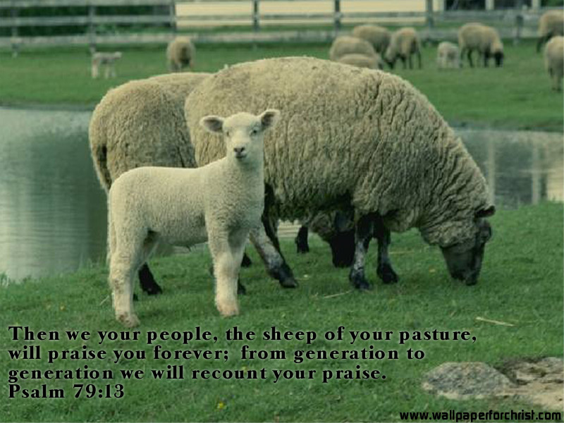 sheep wallpaper. wallpaper of the sheep go