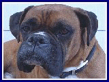 BennysBoxers@comcast.net