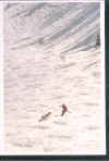 ski00.jpg (60650 bytes)