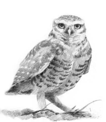 Yet another rare burrowing owl.