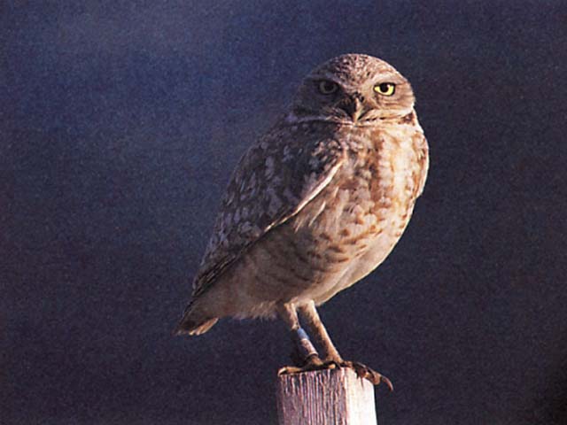 a Picture of an Owl. i wonder what type?