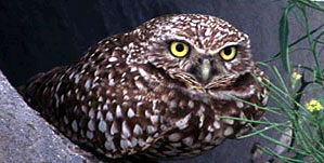 A rare endangered burrowing owl.