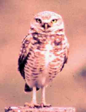 Another rare burrowing owl.
