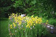 Penni (Hergert) Nachtsheim in her garden in Cambridge, MN