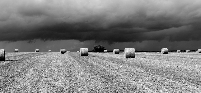 Hay