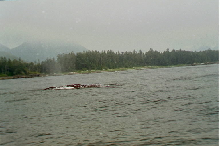 GreyWhale Clayoquot Sound - 1999 - Your Breath requires immediate attention?
