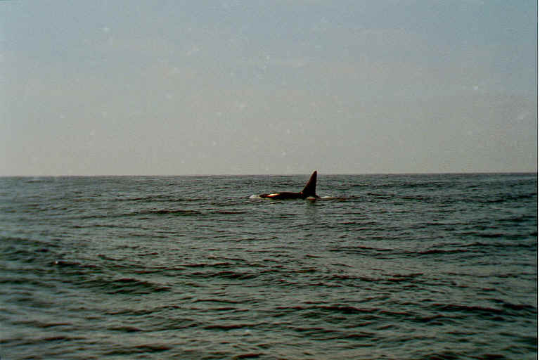 KillerWhale on Clayoquot Sound 
