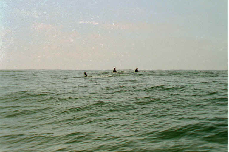 Killer Whale POD