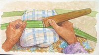 Part of the sequence pictures to illustrate the making of traditional basket weaving.