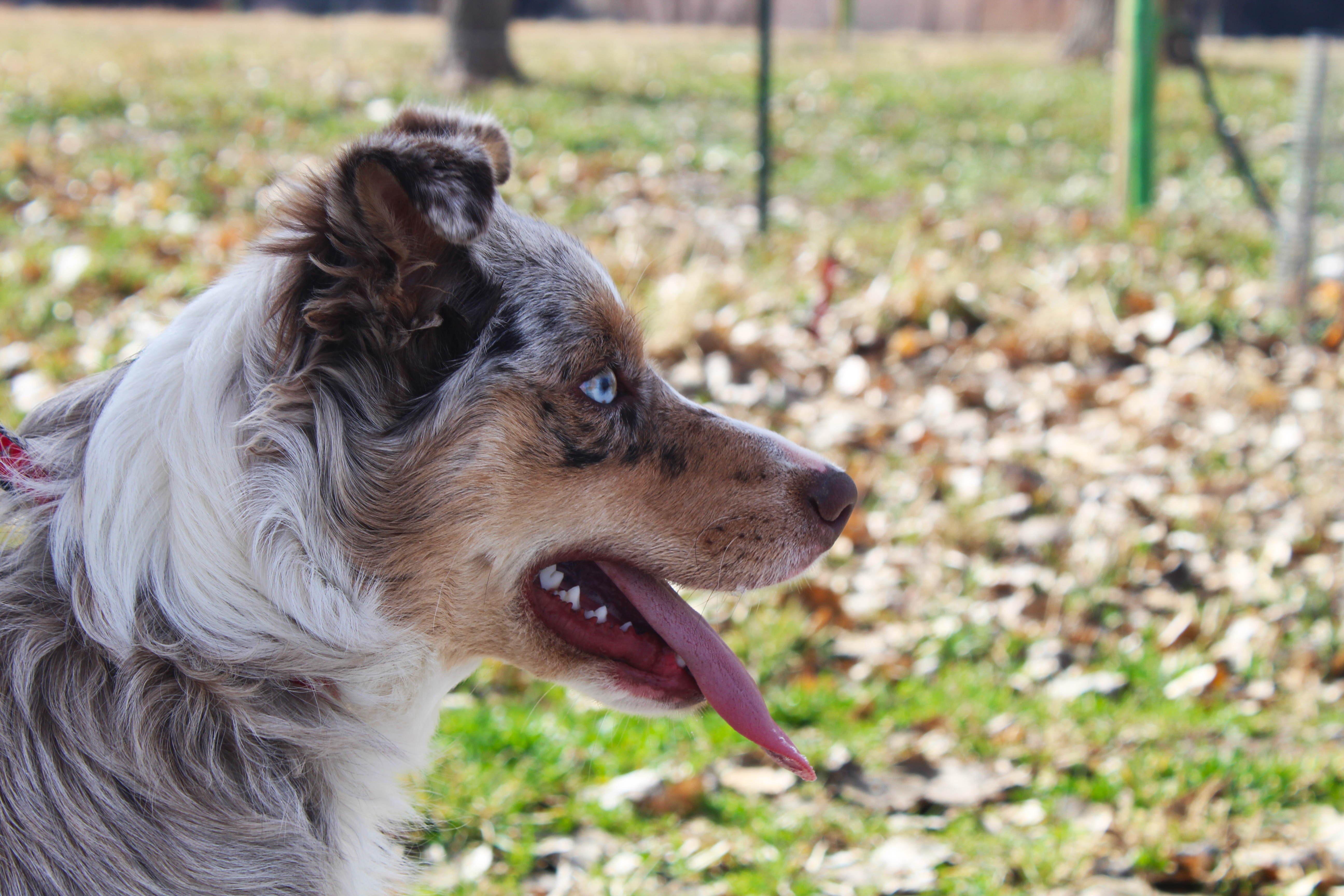 Australian Shepherd