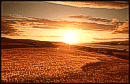 Barley field