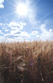Picture of Barley field