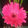Jordi Rosen Divination: jordilotus@yahoo.ca
