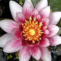 Jordi Rosen Divination: jordilotus@yahoo.ca