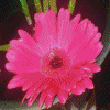 Jordi Rosen Divination: jordilotus@yahoo.ca