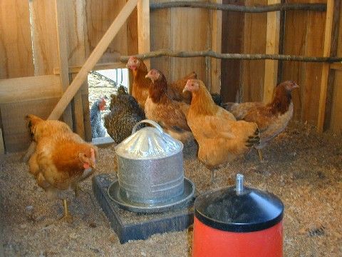 Inside the coop
