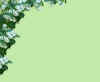 lilasblanc.jpg (66709 octets)