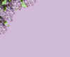 lilasl.jpg (66624 octets)