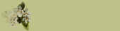 papierorchid.jpg (7430 octets)