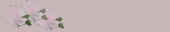 papierrosesmasq.jpg (6820 octets)
