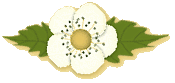 Strawberry Flower
