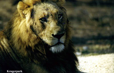 South African Lion