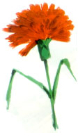 Cravo do 25 Abril