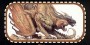 ../jorrjorr3/images/minis/fantasy/chimera_h.jpg
