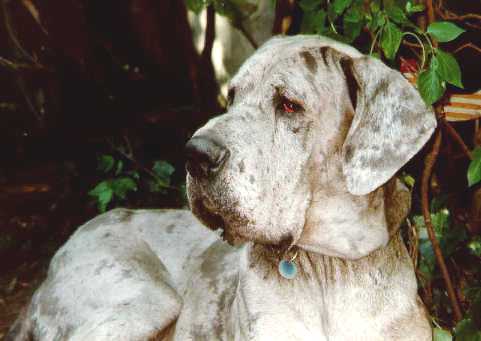 Beethoven