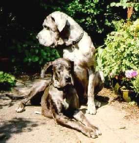 Cella and Beethoven