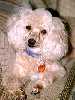 Poodle