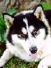 Alaskan Malamute