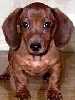 Dachshund