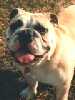 Bulldog
