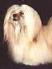 Lhasa Apso