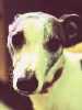 Whippet