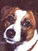 Jack Russell Terrier