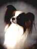 Papillon