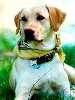 Labrador