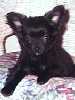 Miniature Pinscher