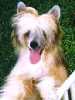 Chinese Crested Dog