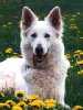 White German Shepherd