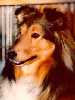 Shetland Sheepdog