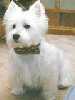 Westhighland White Terrier