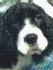 Springer Spaniel
