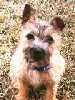 Cairn Terrier