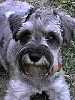 Miniature Schnauzer