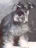 Schnauzer