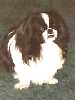 Pekingese
